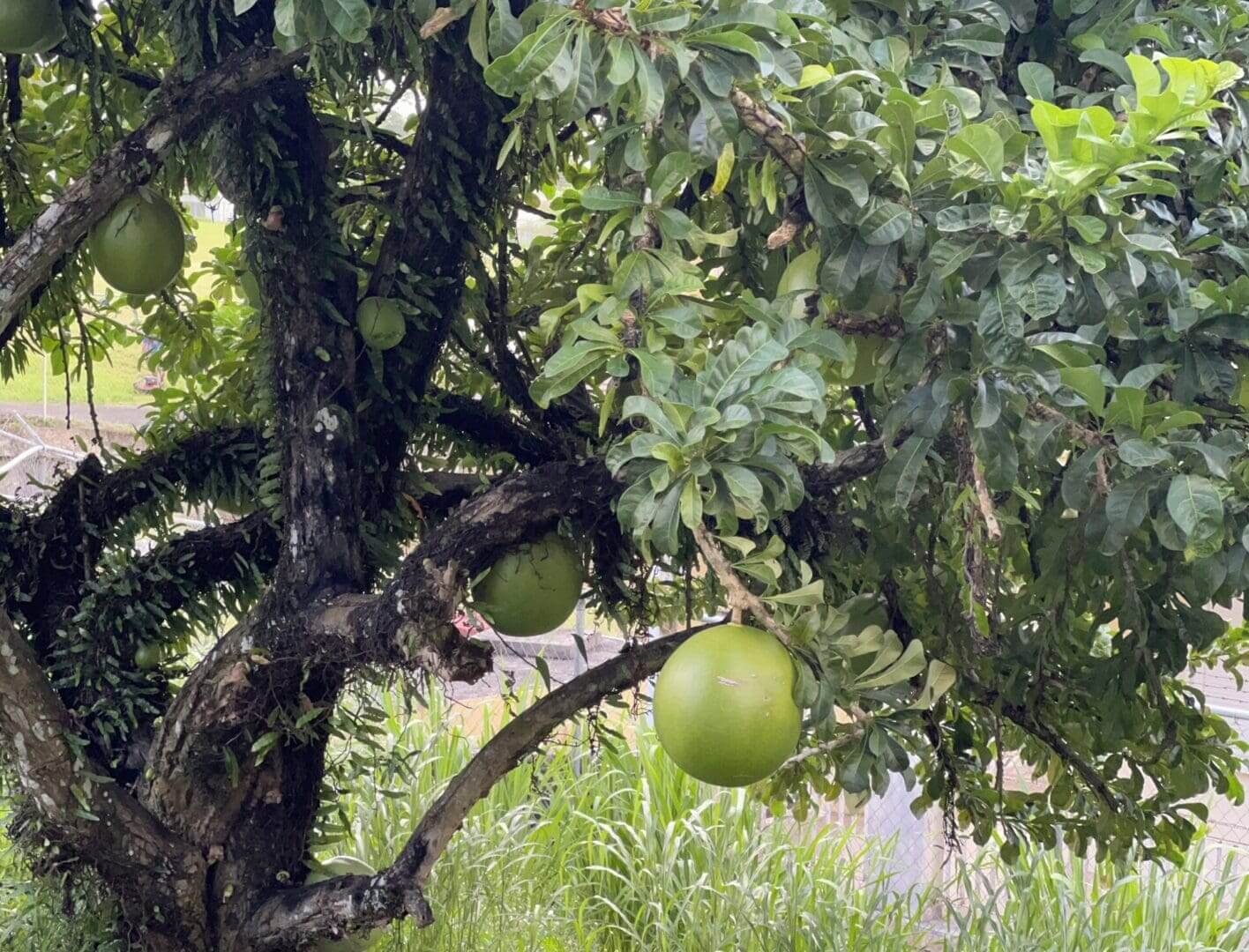 Tree with large green fruits hanging.