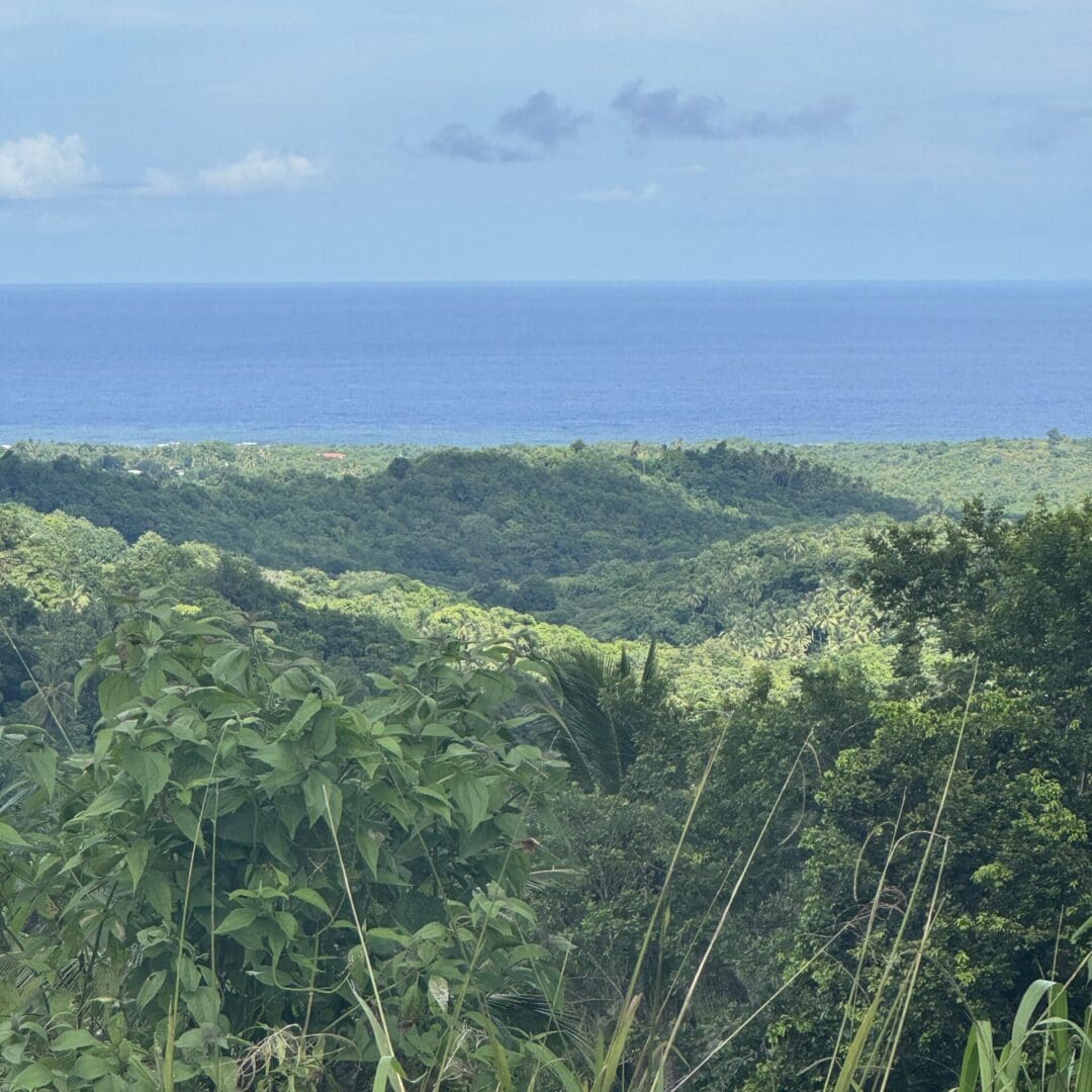Lush green landscape with ocean view.