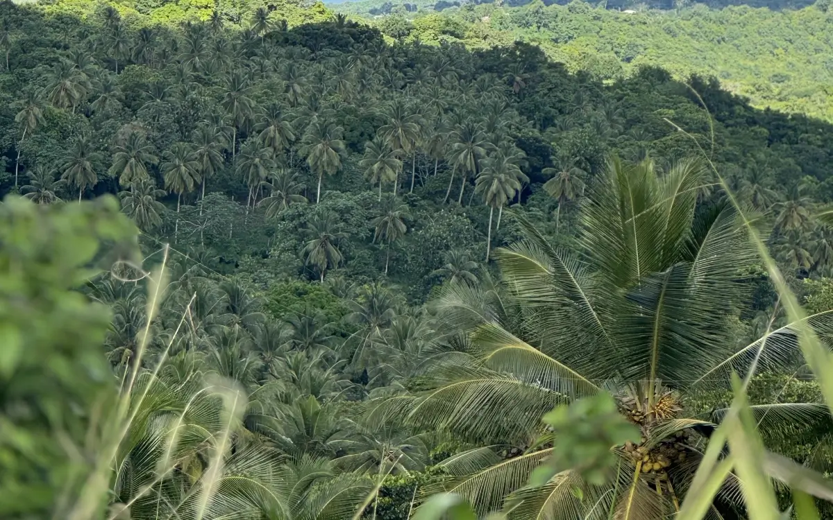 A view of the jungle from above.