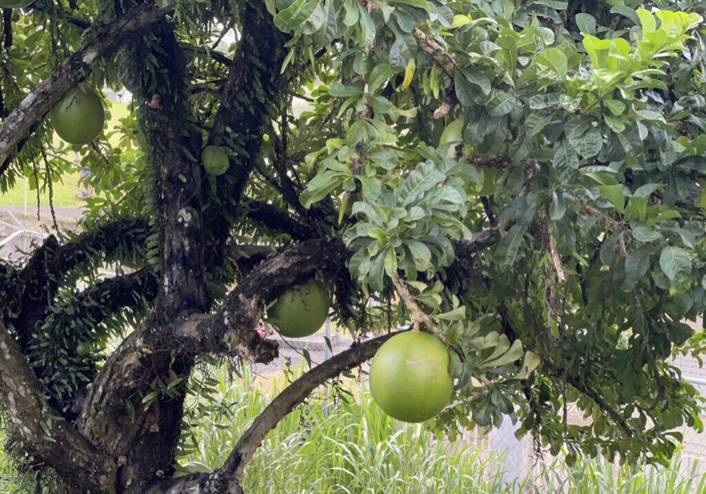 Tree with large green fruits hanging.