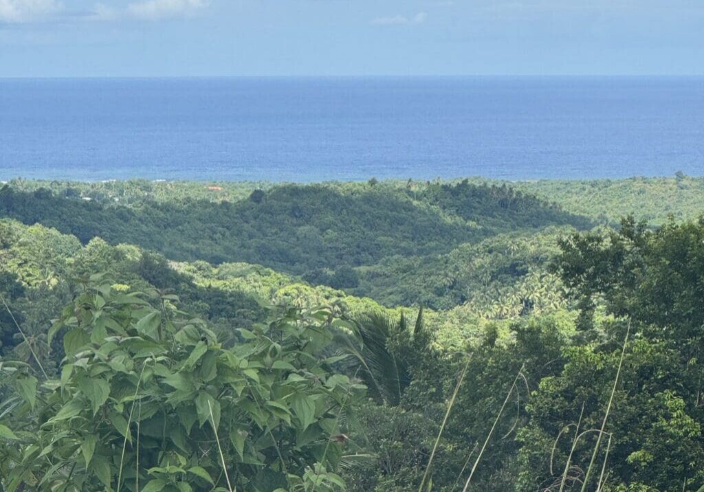 Lush green landscape with ocean view.